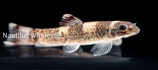 Picture of MISC: GARRA PANDA SM (FLAVATRA)