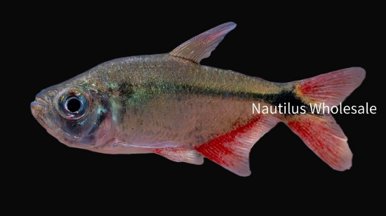 Picture of TETRA: BUENOS AIRES