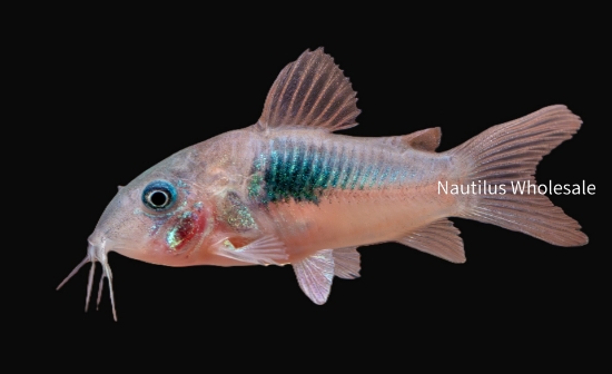 Picture of CORY: GREEN