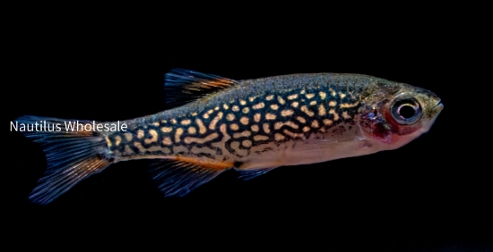 Picture of RASBORA: GALAXY