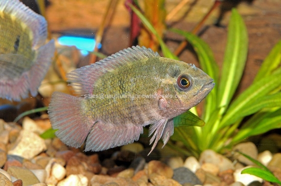 Picture of CICHLID: CHOCOLATE 4" *ON SPECIAL*
