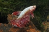 Picture of BETTA: DRAGON SCALE MALE  *ON SPECIAL*