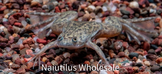 Picture of AMPHIB: FROG CLAWED (NO AZ,CA,HI,KY,NV,NJ,NC,OR,VA,WA) *ON SPECIAL*