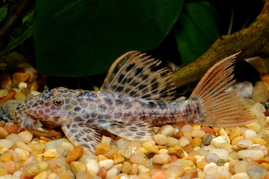 Picture of PLECO: LEOPARD CACTUS (BELEM) L-114 *ON SPECIAL*