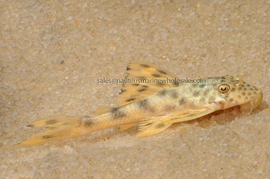 Picture of PLECO: YELLOW SPOT L-75 *ON SPECIAL*