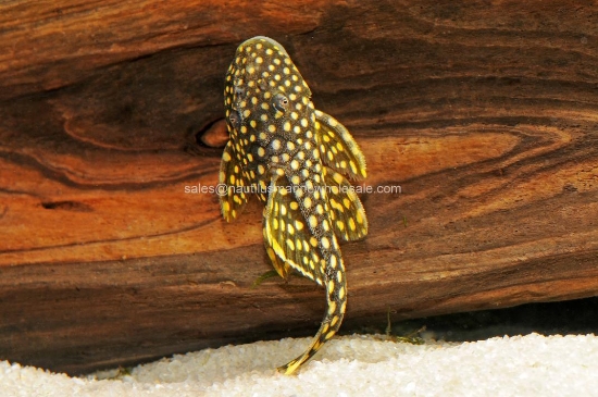 Picture of PLECO: ORANGE SEAM L-81 MD *ON SPECIAL*