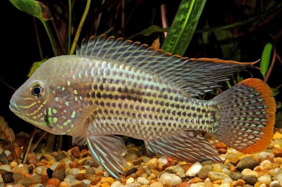 Picture of CICHLID: GREEN TERROR 4" *2 COUNT FREE FISH*