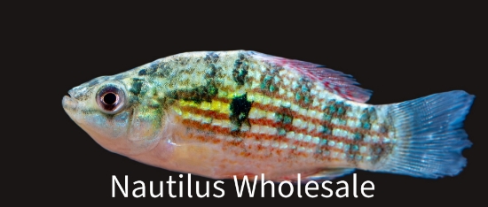Picture of KILLIE: FLAG FISH *25 COUNT FREE FISH*