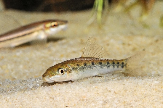 Picture of MISC: ALGAE EATER (FL BRED) *25 COUNT FREE FISH*