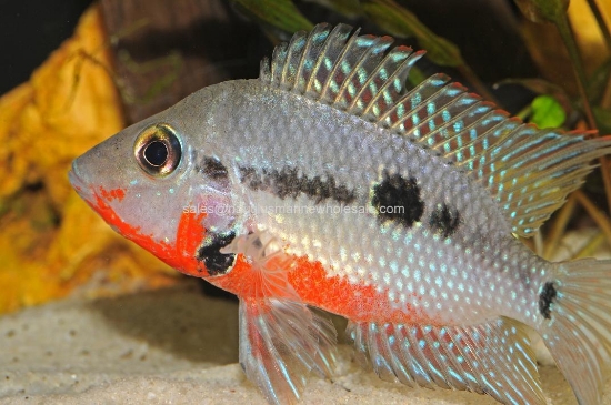 Picture of CICHLID: FIREMOUTH MD *5 COUNT FREE FISH*