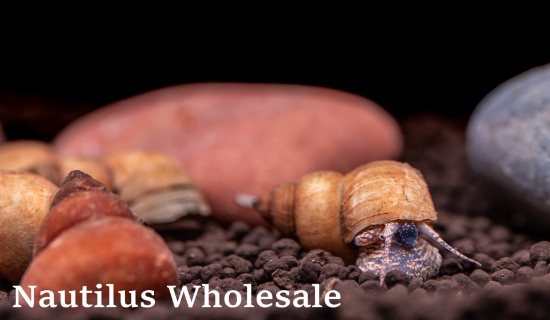 Picture of SNAIL: WHITE WIZARD