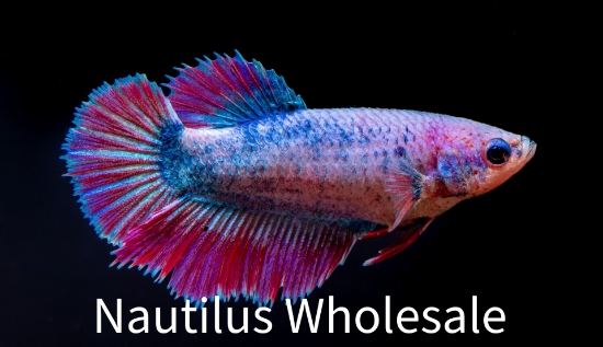 Picture of BETTA: HALFMOON FEMALE