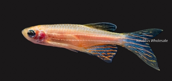 Picture of DANIO: ZEBRA GOLD L/F *ON SPECIAL*