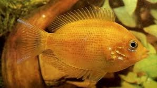Picture of AFRICAN: OTHER-CHROMIDE ORANGE *ON SPECIAL*