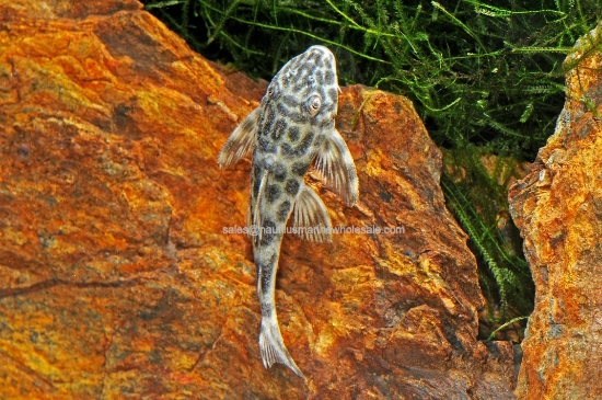 Picture of PLECO: PECKOLTIA SMOKEY *3 COUNT FREE FISH*