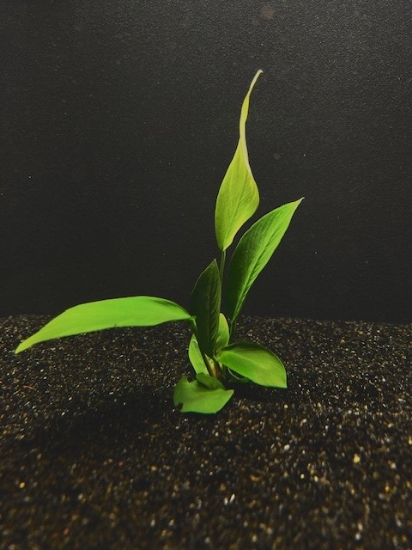 Picture of ANUBIAS: FRAZERI MEDIUM