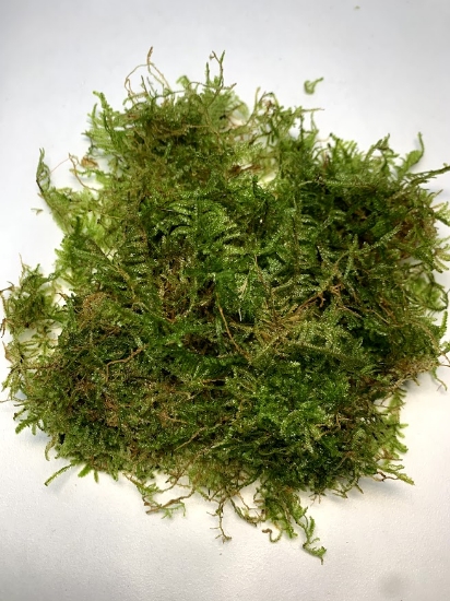 Picture of PLANT SOLD BY WEIGHT: JAVA MOSS 1 LB