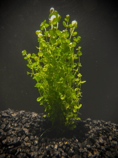 Picture of PLANT IN A CUP: BABY TEARS-4oz CUP