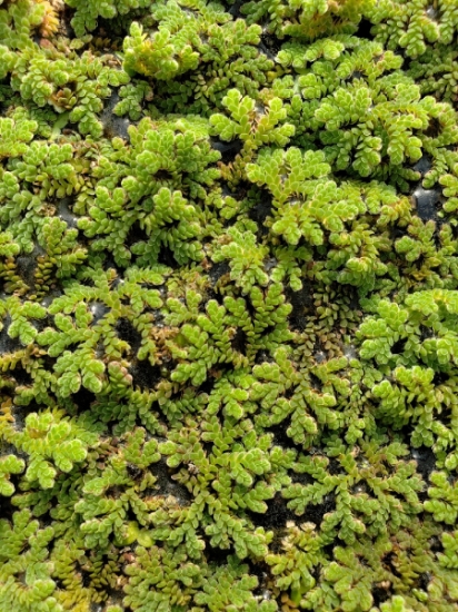 Picture of PLANT - AZOLLA PORTION