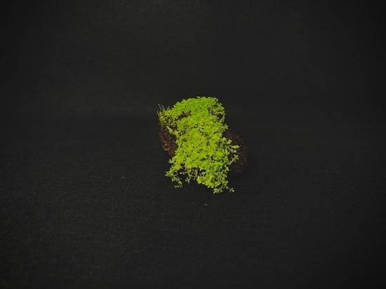 Picture of PLANT ON VOLCANIC ROCK: BABY TEARS DWARF ON LAVA ROCK 