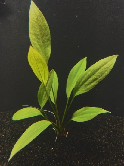 Picture of SWORD: GRANDIFOLIUS LARGE