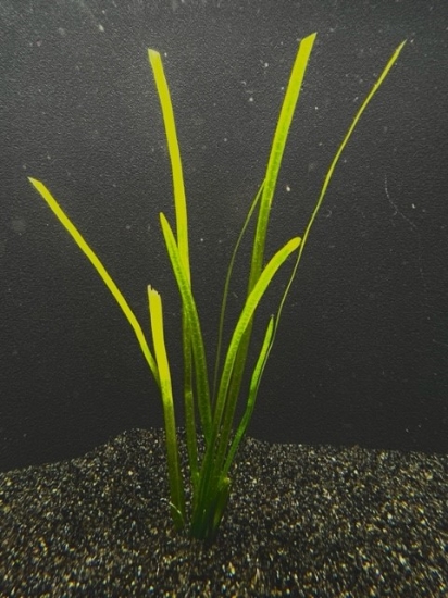 Picture of VALLISNERIA: ITALIAN