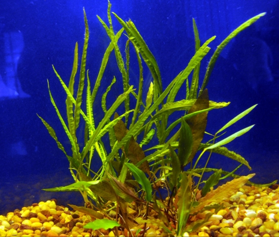 Picture of CRYPTOCORYNE: ASST CRYPTOCORYNE MEDIUM
