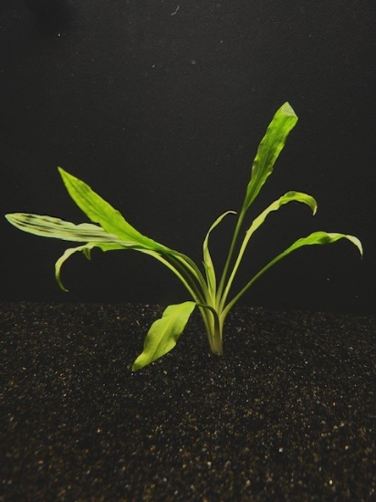 Picture of CRYPTOCORYNE: COSTATA LG 