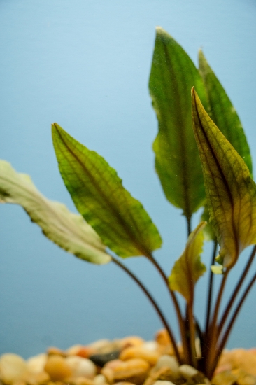 Picture of CRYPTOCORYNE: UNDULATA MD 