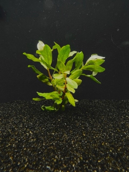 Picture of LEADED BUNCHES: AMMANIA GRACILIS