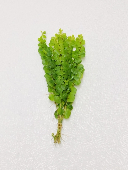 Picture of LLOYDIELLA GOLDEN (NO. CANADA, NH, NY, WI, MA)