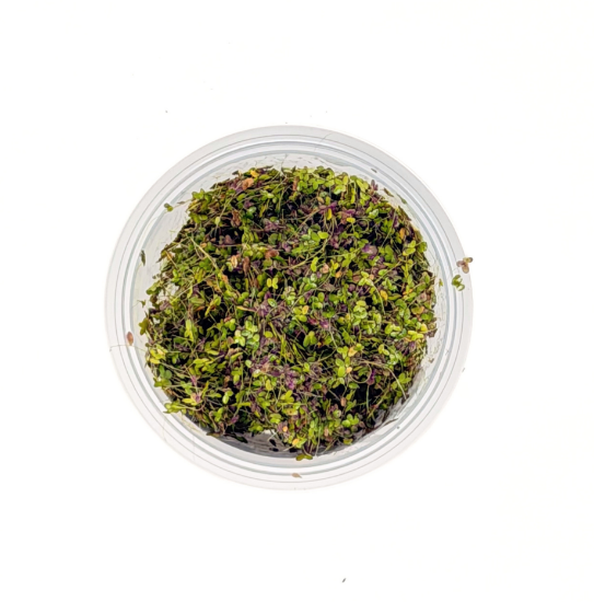 Picture of SURFACE VARIATES: BY POUND - DUCKWEED 1/4IB