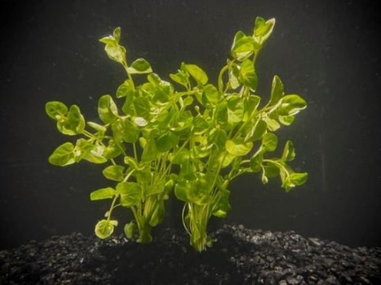 Picture of LEADED BUNCHES: MINT CHARLIE-CREEPING CHARLIE (NO. ID, WY)