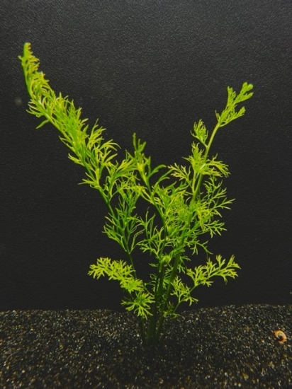 Picture of FERN: WATER SPRITE LACE XL (NO. CANADA)