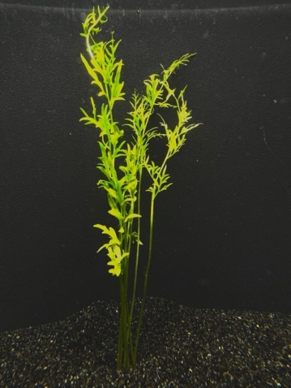 Picture of FERN: WATER SPRITE INDIAN XL  (NO. CANADA)