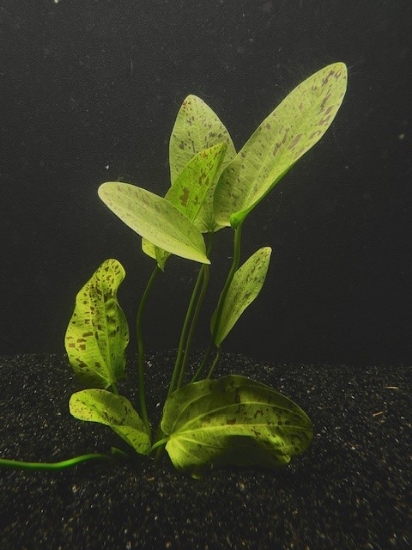 Picture of SWORD: OZELOT GREEN XL