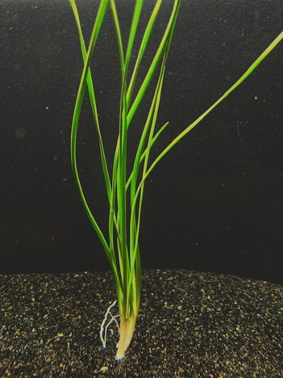 Picture of MISCELLANEOUS: WATER ONION (DWARF) *PACKAGE OF 3*