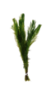 Picture of LEADED BUNCHES: MYRIO (GREEN) (NO. ME, CANADA)