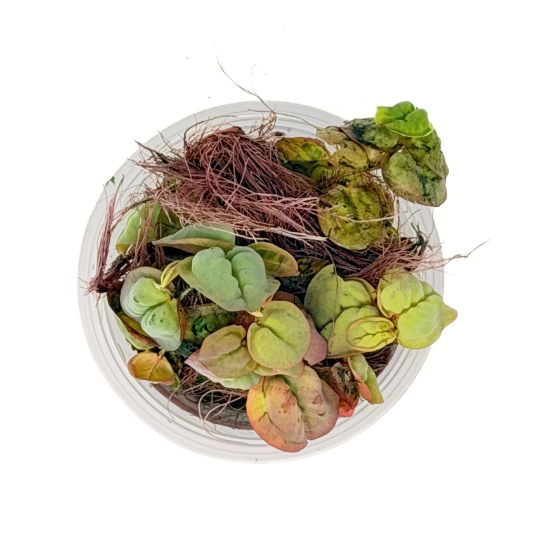 Picture of PLANT IN A CUP: RED ROOT FLOATER - 4oz CUP 