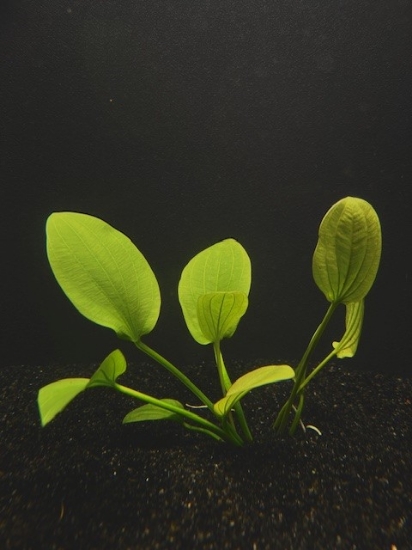Picture of SWORD: RADICAN XL
