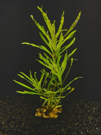 Picture of LEADED BUNCHES: POGOSTEMON STELLATUS NARROW