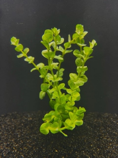 Picture of LEADED BUNCHES: ROTALA GREEN