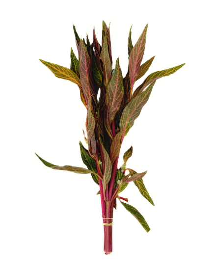 Picture of LEADED BUNCHES: TEMPLE SCARLET VARIEGATED