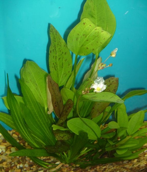 Picture of POTTED-ASSORTMENT: TRUE AQUATIC - SWORDS PREMIUM