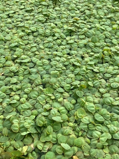 Picture of PLANT SOLD BY WEIGHT: RED ROOT FLOATER 1 LB 