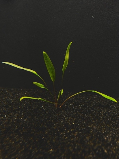 Picture of CRYPTOCORYNE: LUCENS LG