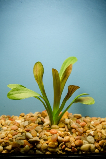 Picture of SAGITTARIA: BROADLEAF (CHILENSIS)