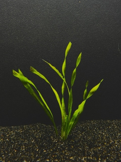 Picture of VALLISNERIA: CONTORTION BUNCHED