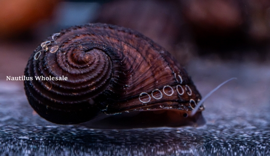 Picture of SNAIL: FRUIT