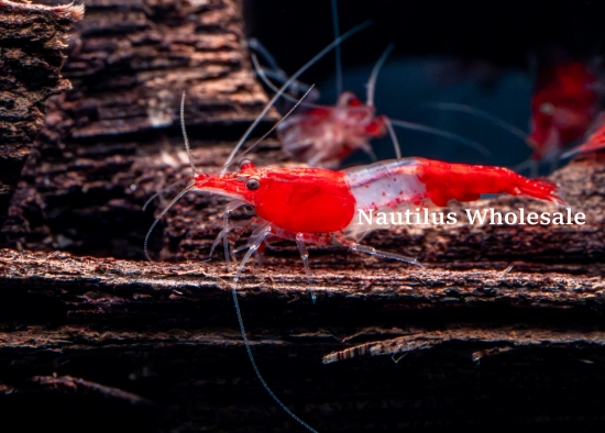 Picture of SHRIMP: RILI RED 